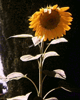 Sunflowr.gif (5599 bytes)